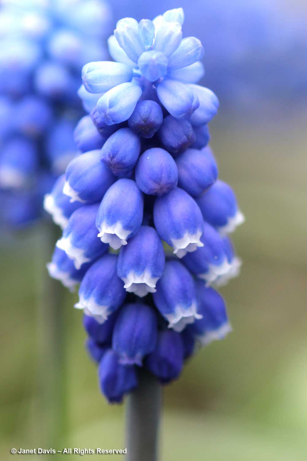 Muscari armeniacum 'Dark Eyes'